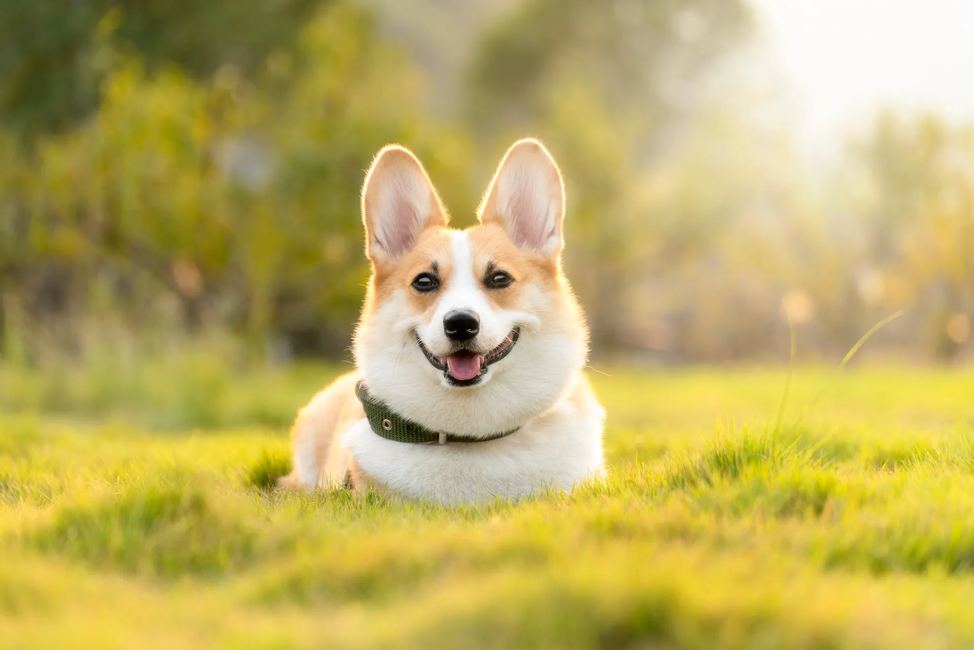 Pets felizes